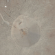 Illustration for article titled See Nevadas Hellish Nuclear Moonscape From Above